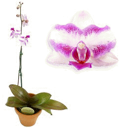 Phalaenopsis Showing